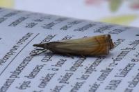 Chrysoteuchia culmella