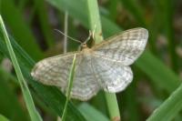 Idaea macilentaria