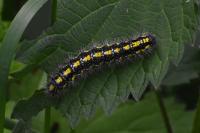 Callimorpha dominula