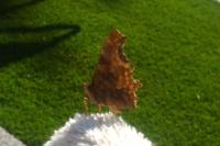 Polygonia c-album