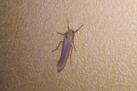 Eilema caniola