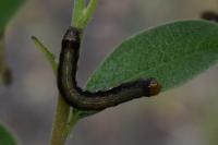 Anorthoa munda