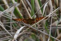 Boloria selene