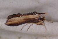 Cucullia verbasci