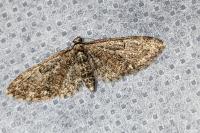 Eupithecia abbreviata
