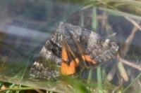 Boudinotiana notha