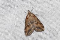 Chesias rufata rufata