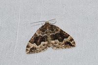 Lampropteryx suffumata