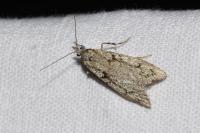 Diurnea fagella