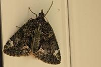 Chloroclysta siterata