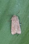 Orthosia cruda