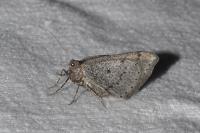 Aleucis distinctata
