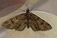 Gymnoscelis rufifasciata