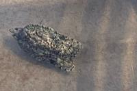 Acleris literana