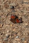 Aglais io