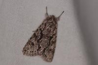 Xylocampa areola