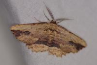 Menophra abruptaria