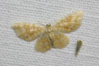 Hydrelia flammeolaria