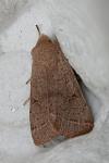 Orthosia cerasi