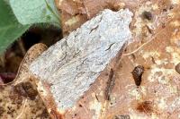 Lithophane ornitopus