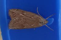 Pachycnemia hippocastanaria