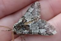Biston strataria