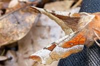 Selenia tetralunaria