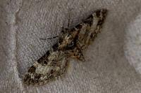 Eupithecia abbreviata