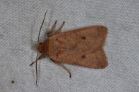 Leptologia macilenta