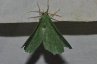 Geometra papilionaria