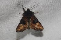 Euplexia lucipara