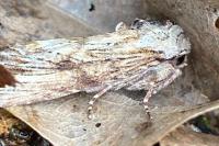 Egira conspicillaris