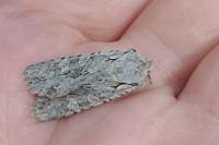 Lithophane ornitopus