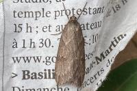 Pachycnemia hippocastanaria