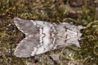 Drymonia ruficornis