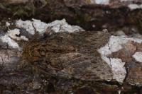 Peridea anceps