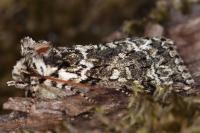 Polyploca ridens