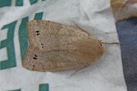Anorthoa munda
