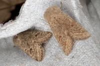 Orthosia cruda