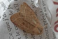 Orthosia cerasi