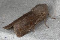 Orthosia incerta