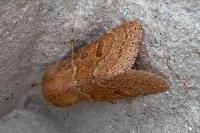 Orthosia miniosa