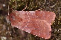 Cerastis rubricosa