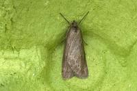 Pachycnemia hippocastanaria