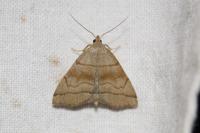 Herminia tarsicrinalis
