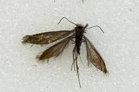 Dyseriocrania subpurpurella