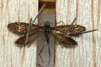 Dyseriocrania subpurpurella