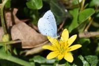 Celastrina argiolus