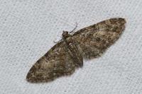 Eupithecia abbreviata