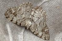 Aethalura punctulata